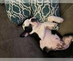 Small #3 Boston Terrier