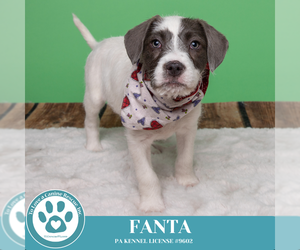 German Wirehaired Pointer-Unknown Mix Dogs for adoption in Kimberton, PA, USA