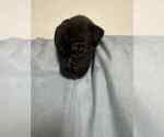 Small #6 Cane Corso