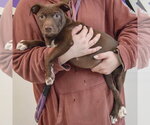 Small #4 American Staffordshire Terrier Mix