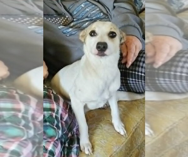 Medium Photo #4 Rat Terrier-Shiba Inu Mix Puppy For Sale in Wakefield, RI, USA