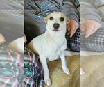 Small #3 Rat Terrier-Shiba Inu Mix