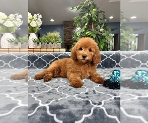 Goldendoodle (Miniature) Puppy for sale in GREENFIELD, IN, USA