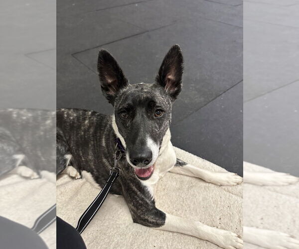 Medium Photo #6 Labrador Retriever-Unknown Mix Puppy For Sale in Brewster, NY, USA