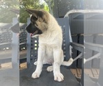 Small #1 Akita