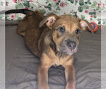 Small #1 Mutt