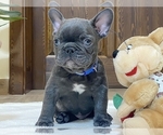 Small French Bulldog