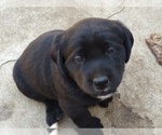 Small Photo #4 Labrador Retriever Puppy For Sale in JURUPA VALLEY, CA, USA