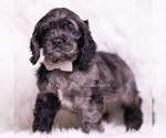 Puppy AKC Picasso Cocker Spaniel