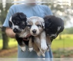 Small Australian Shepherd