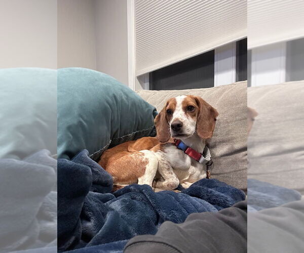 Medium Photo #4 Beagle-Unknown Mix Puppy For Sale in Minneapolis, MN, USA