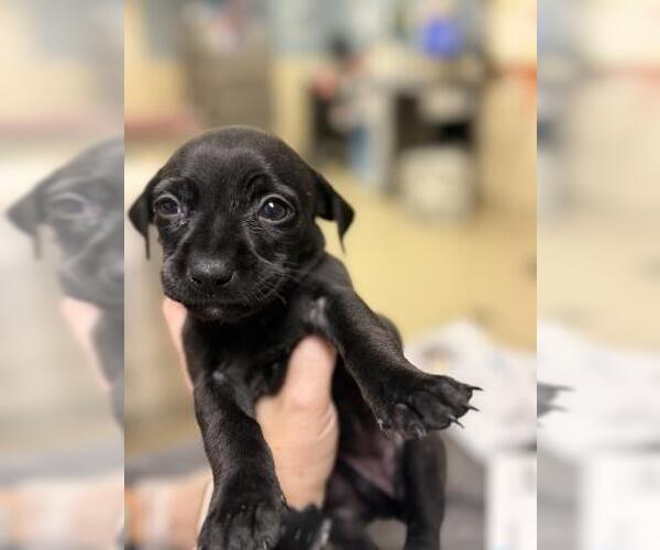 Medium Photo #1 Chihuahua-Unknown Mix Puppy For Sale in Riverside, CA, USA