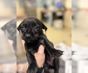 Chihuahua-Unknown Mix Dogs for adoption in Riverside, CA, USA