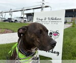 Small #3 Staffordshire Bull Terrier Mix