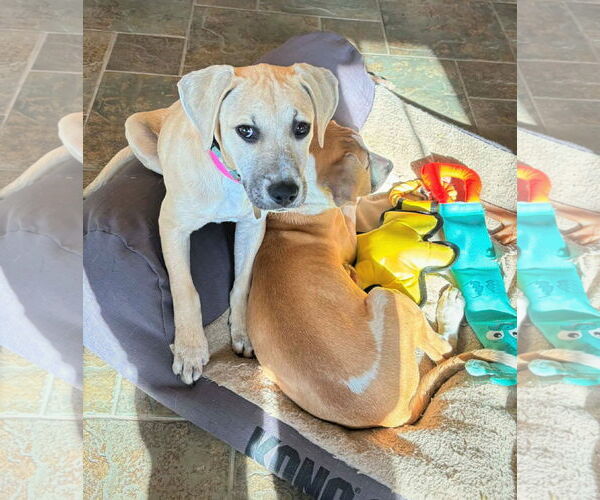 Medium Photo #5 Mutt Puppy For Sale in MECHANICSBURG, PA, USA