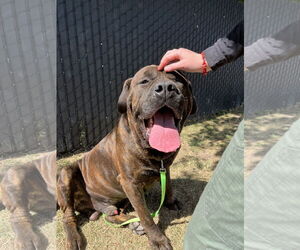 Mastiff-Unknown Mix Dogs for adoption in Goodyear, AZ, USA