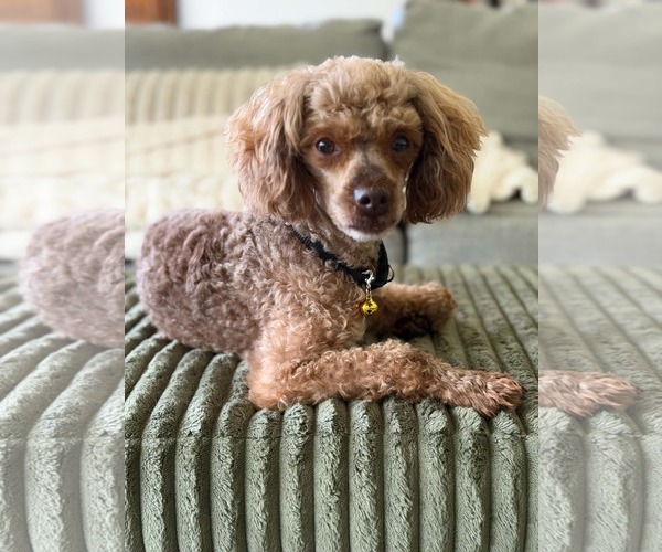 Medium Photo #3 Poodle (Miniature) Puppy For Sale in Mukwonago, WI, USA