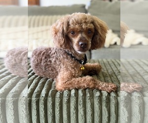 Linden - Male Poodle (Miniature) Dog for Adoption - Photo #3