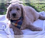 Small Photo #1 Goldendoodle Puppy For Sale in ROUGEMONT, NC, USA