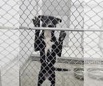 Small Labrador Retriever Mix