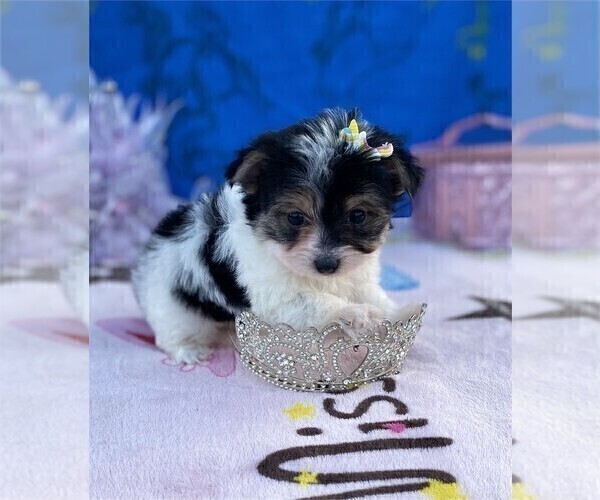 Medium Photo #11 Yorkshire Terrier Puppy For Sale in MIAMI, FL, USA