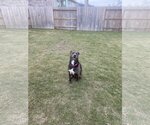 Small Photo #10 Labrador Retriever Puppy For Sale in Rosenberg, TX, USA