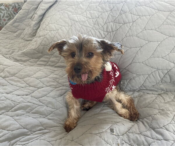 Medium Photo #9 Maltese-Unknown Mix Puppy For Sale in St. Louis Park, MN, USA