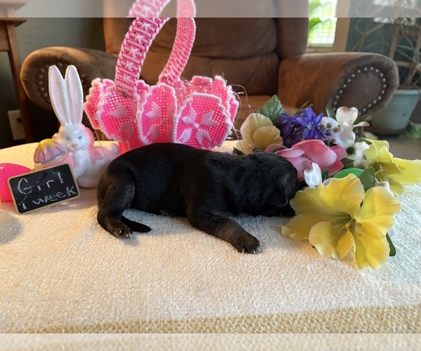 Medium Photo #4 German Shepherd Dog Puppy For Sale in SEAGROVE, NC, USA