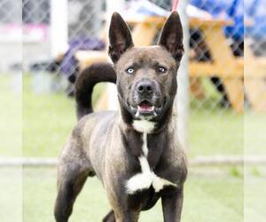 German Shepherd Dog Dogs for adoption in Camarillo, CA, USA