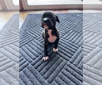 Puppy Lucy Boxer