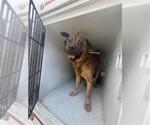 Small German Shepherd Dog Mix