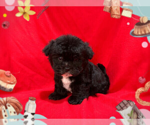 Maltipoo Puppy for Sale in SAN FRANCISCO, California USA