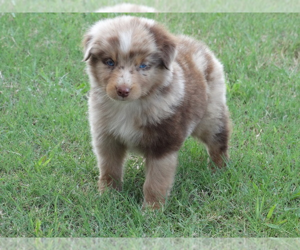 Medium Photo #9 Australian Shepherd Puppy For Sale in OZARK, AR, USA