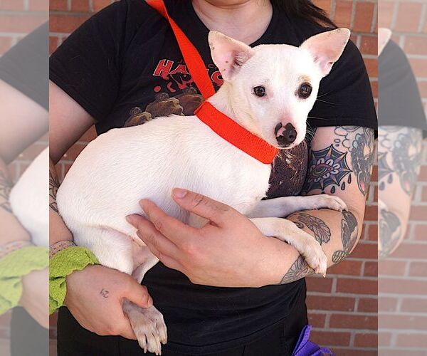 Medium Photo #3  Puppy For Sale in , 