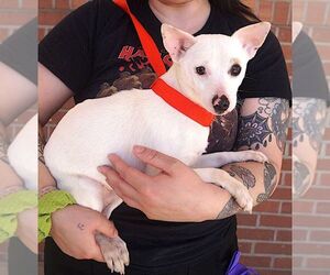 Chihuahua Dogs for adoption in Carrollton, TX, USA