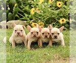 Small #1 French Bulldog