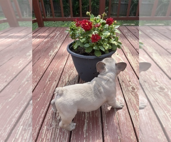 Medium Photo #8 French Bulldog Puppy For Sale in KANSAS CITY, MO, USA