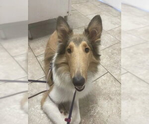Collie Dogs for adoption in Dublin, OH, USA