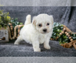 Puppy Sadie Maltese
