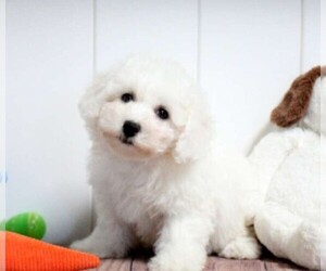 Maltipoo Dogs for adoption in WALL TOWNSHIP, NJ, USA