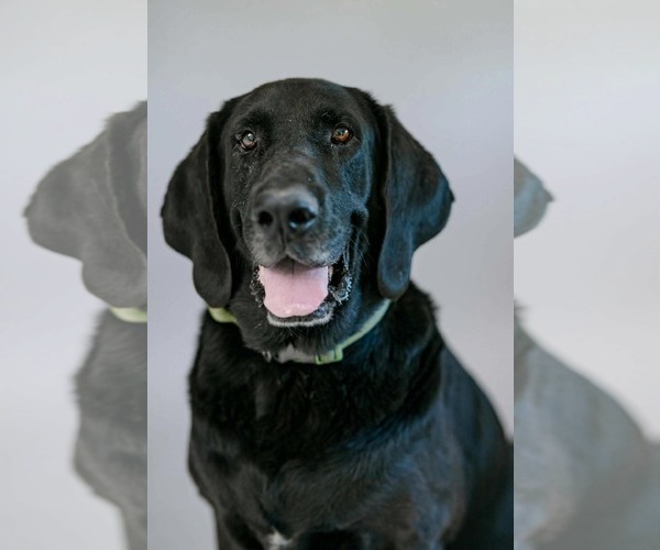 Medium Photo #2 Labrador Retriever-Unknown Mix Puppy For Sale in Fort Worth, TX, USA