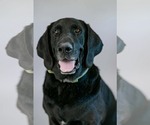 Small #1 Labrador Retriever Mix