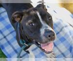 Small #1 American Pit Bull Terrier