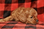 Small Photo #11 Cavapoo Puppy For Sale in PHOENIX, AZ, USA