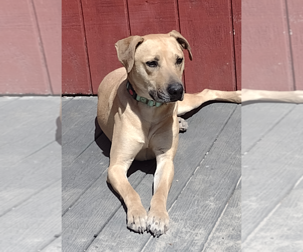 Medium Photo #3 Labrador Retriever-Unknown Mix Puppy For Sale in Camden, SC, USA
