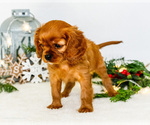 Small #10 Cavalier King Charles Spaniel