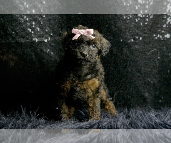 Medium Photo #5 Poodle (Toy) Puppy For Sale in WARSAW, IN, USA