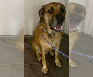 Mastador Dogs for adoption in Newfoundland, PA, USA