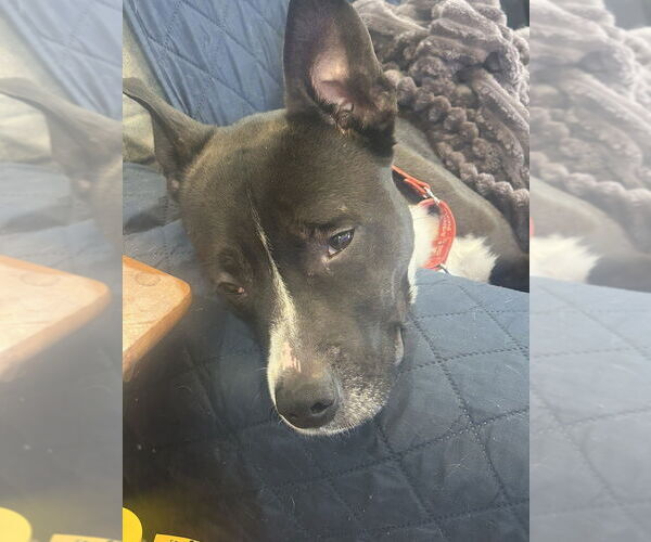 Medium Photo #3 Mutt Puppy For Sale in Springdale, PA, USA