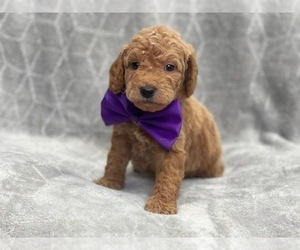 Goldendoodle (Miniature) Puppy for sale in LAKELAND, FL, USA